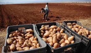 مخازن التبريد للمتوسط: تنظيم جديد ضد المضاربة لوقف ارتفاع أسعار البطاطا    الإذاعة الجزائرية